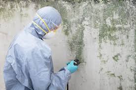 Trusted Citrus Hills, FL Mold Prevention & Removal  Experts